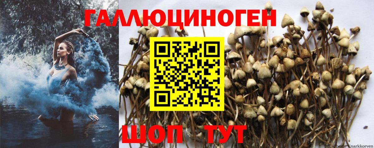 Галлюциногенные грибы Psilocybine cubensis  Вход с VPN  Красноперекопск 